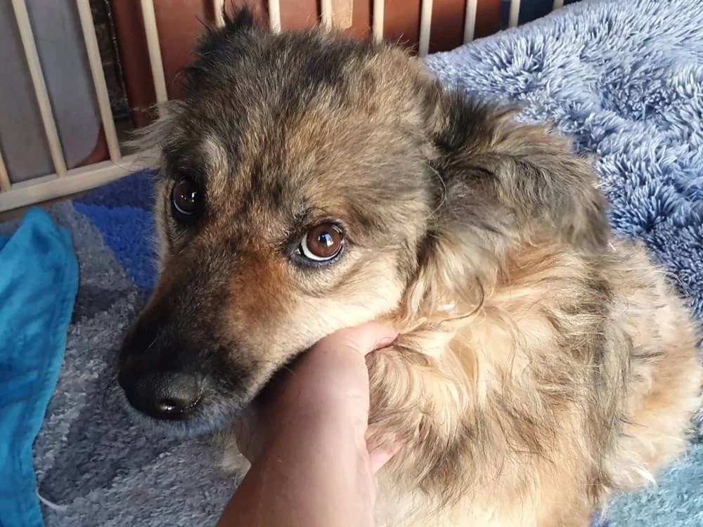 Rozalie, female young Mixed Breed for adoption at Fellnasen Stuttgart e.V., Stuttgart