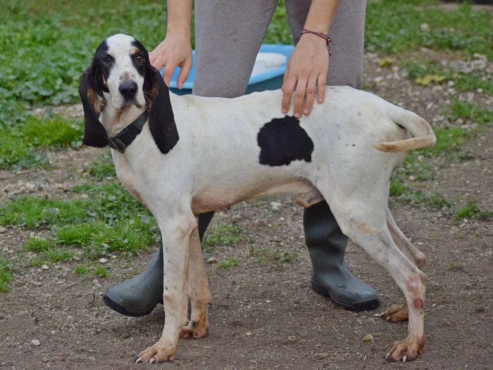 Hektor, male 6yo Mixed Breed for adoption at Fellnasen Stuttgart e.V., Stuttgart