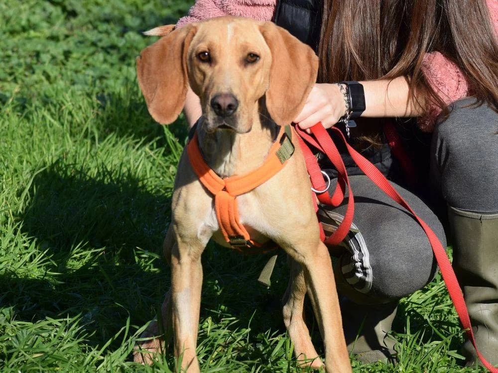 Rico, male young Mixed Breed for adoption at Fellnasen Stuttgart e.V., Stuttgart