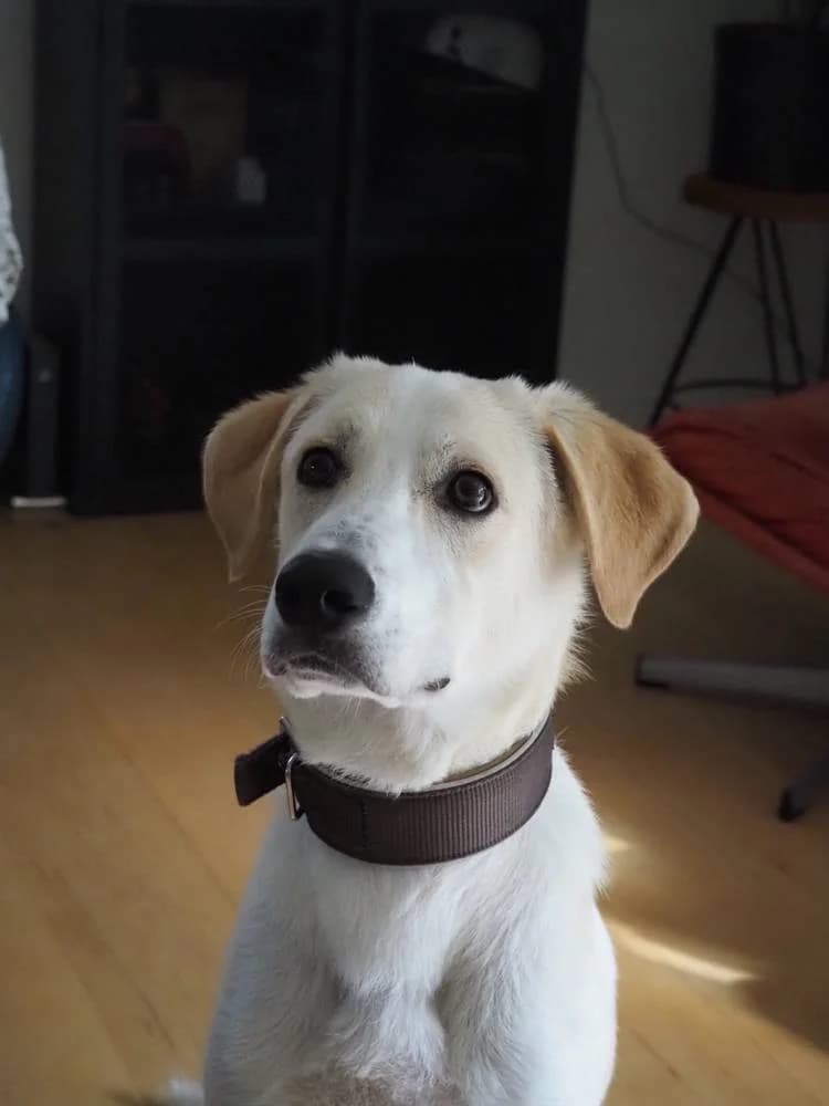 Victor, male puppy Mixed Breed for adoption at Fellnasen Stuttgart e.V., Stuttgart