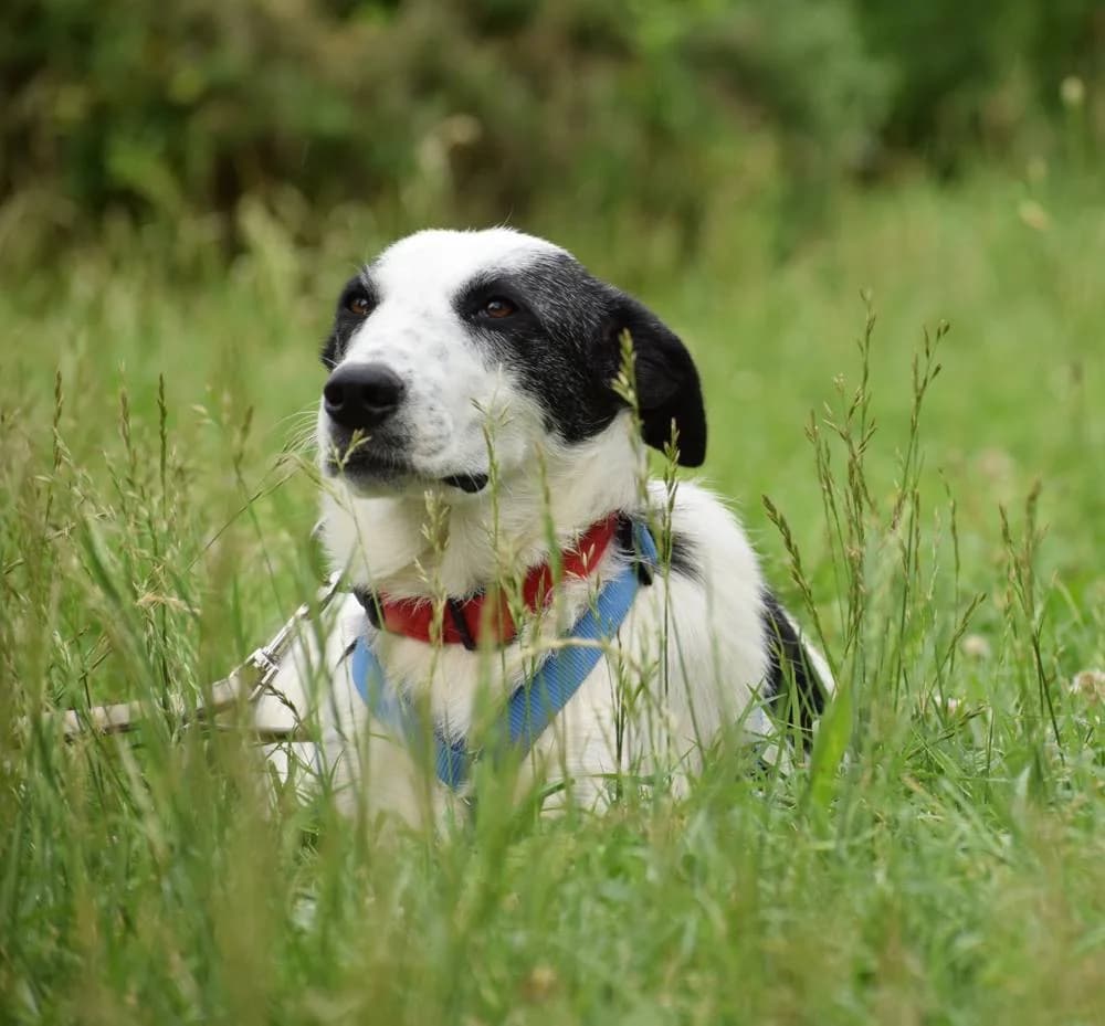 Zoitsa, female puppy Mixed Breed for adoption at Fellnasen Stuttgart e.V., Stuttgart