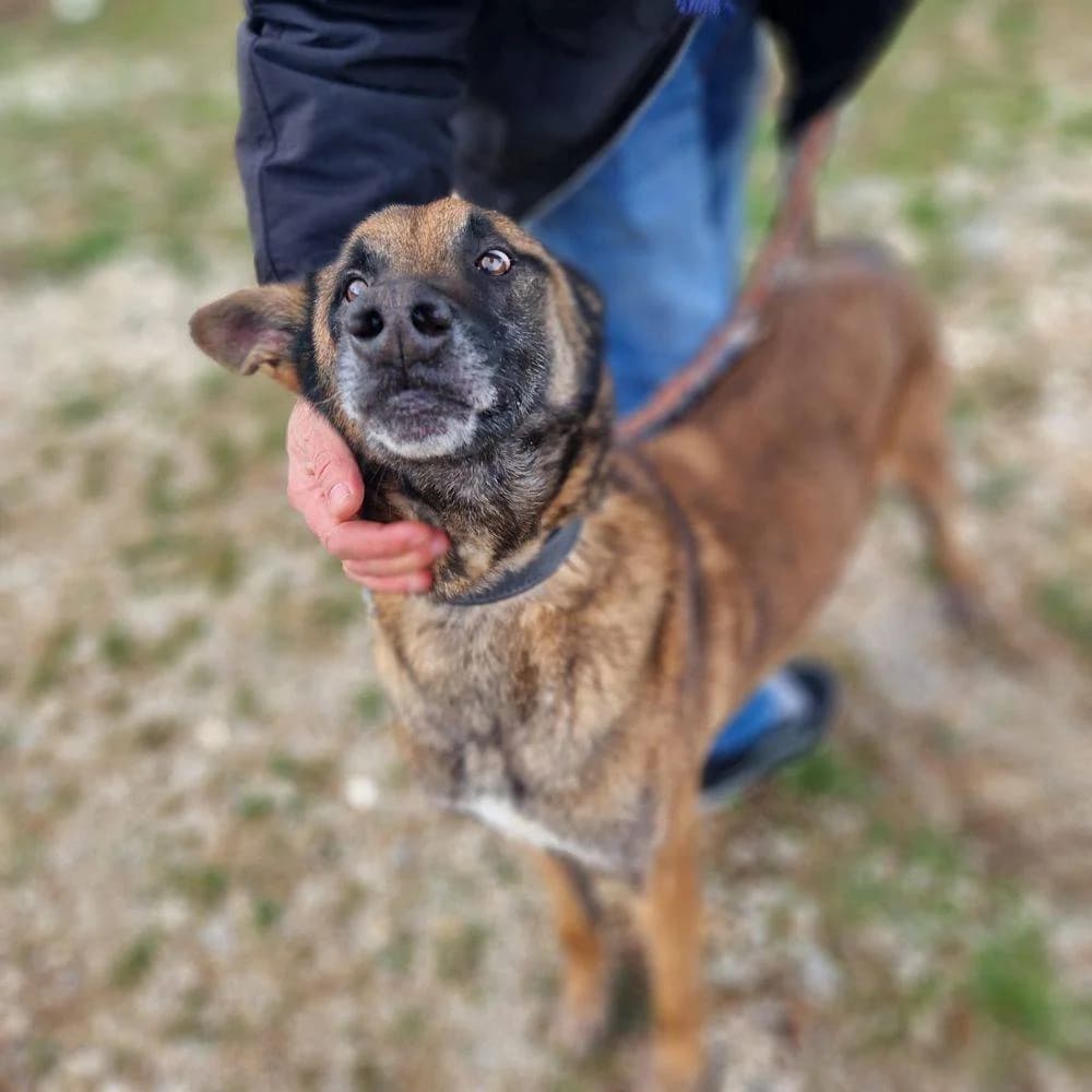 Jozo, male senior Mixed Breed for adoption at Fellnasen Stuttgart e.V., Stuttgart