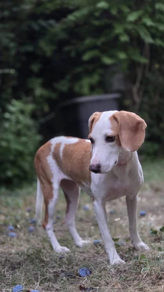 Pixie, female young Mixed Breed for adoption at Fellnasen Stuttgart e.V., Stuttgart