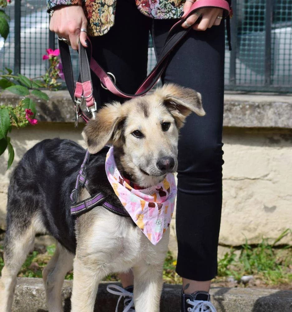 Sid, female puppy Mixed Breed for adoption at Fellnasen Stuttgart e.V., Stuttgart
