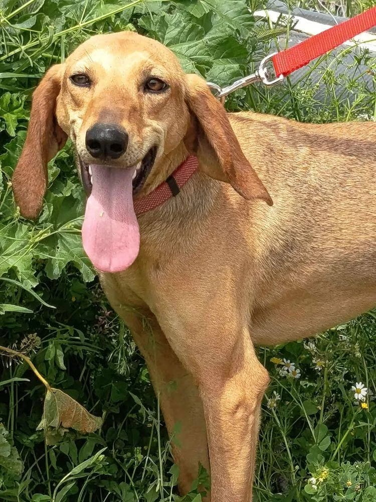 Honey, female young Mixed Breed for adoption at Fellnasen Stuttgart e.V., Stuttgart