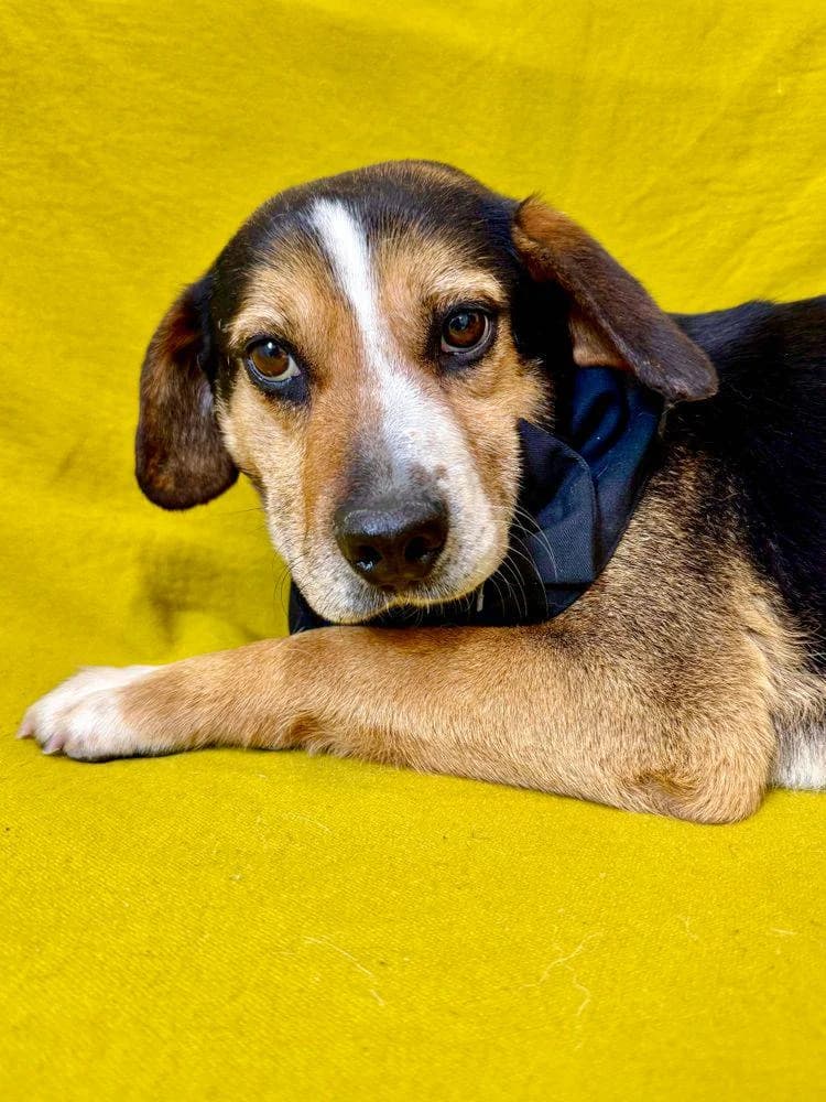 Chuk, male 7yo Mixed Breed for adoption at Fellnasen Stuttgart e.V., Stuttgart
