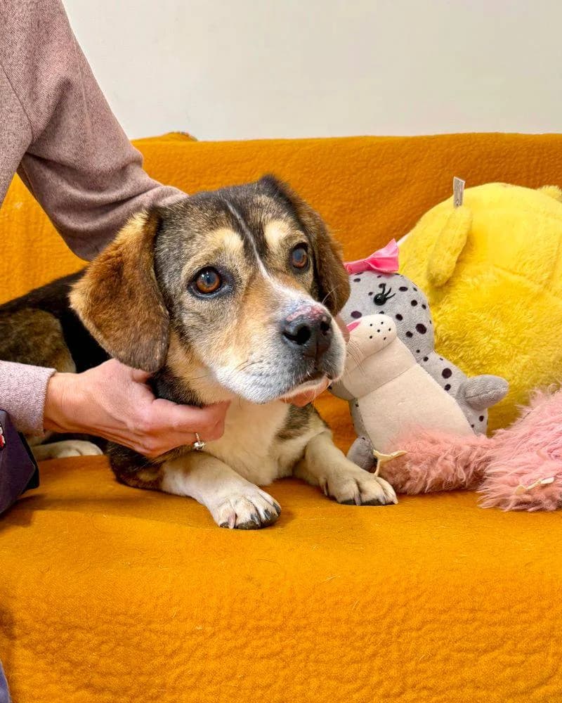 Poli, female 7yo Mixed Breed for adoption at Fellnasen Stuttgart e.V., Stuttgart
