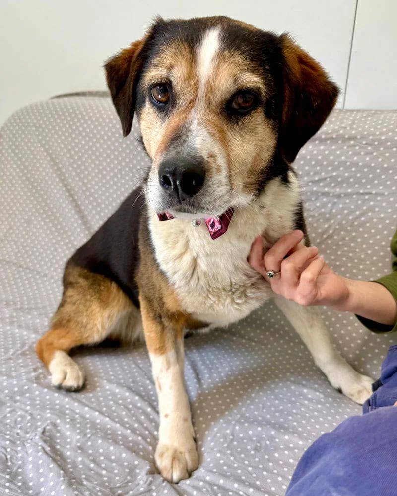 Meri, female senior Mixed Breed for adoption at Fellnasen Stuttgart e.V., Stuttgart