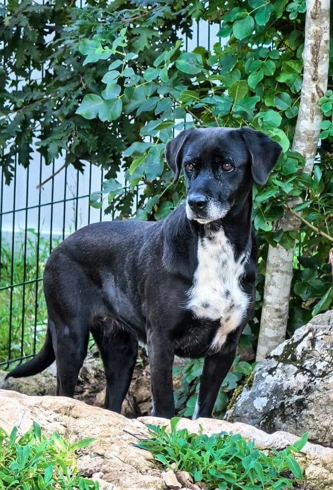 Luna, female senior Mixed Breed for adoption at Fellnasen Stuttgart e.V., Stuttgart