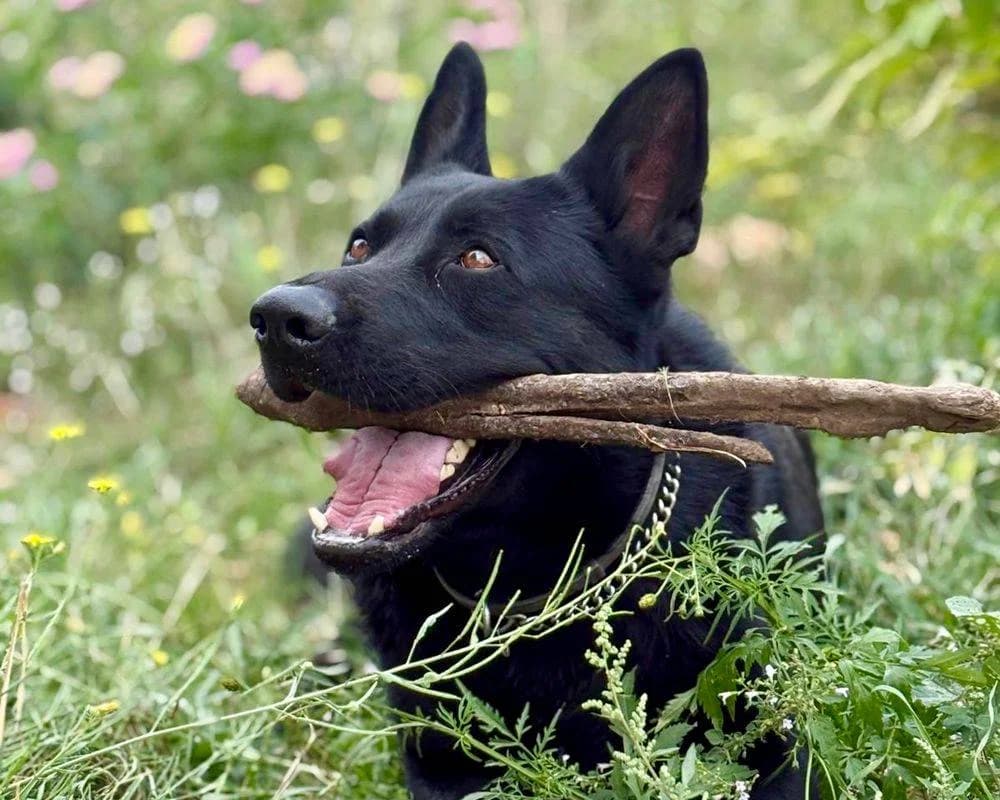 Oscar, male 3yo Mixed Breed for adoption at Fellnasen Stuttgart e.V., Stuttgart
