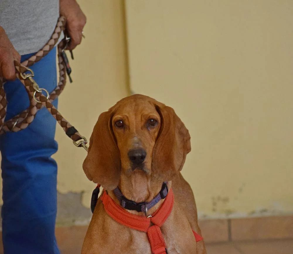 Kanela, female 4yo Mixed Breed for adoption at Fellnasen Stuttgart e.V., Stuttgart