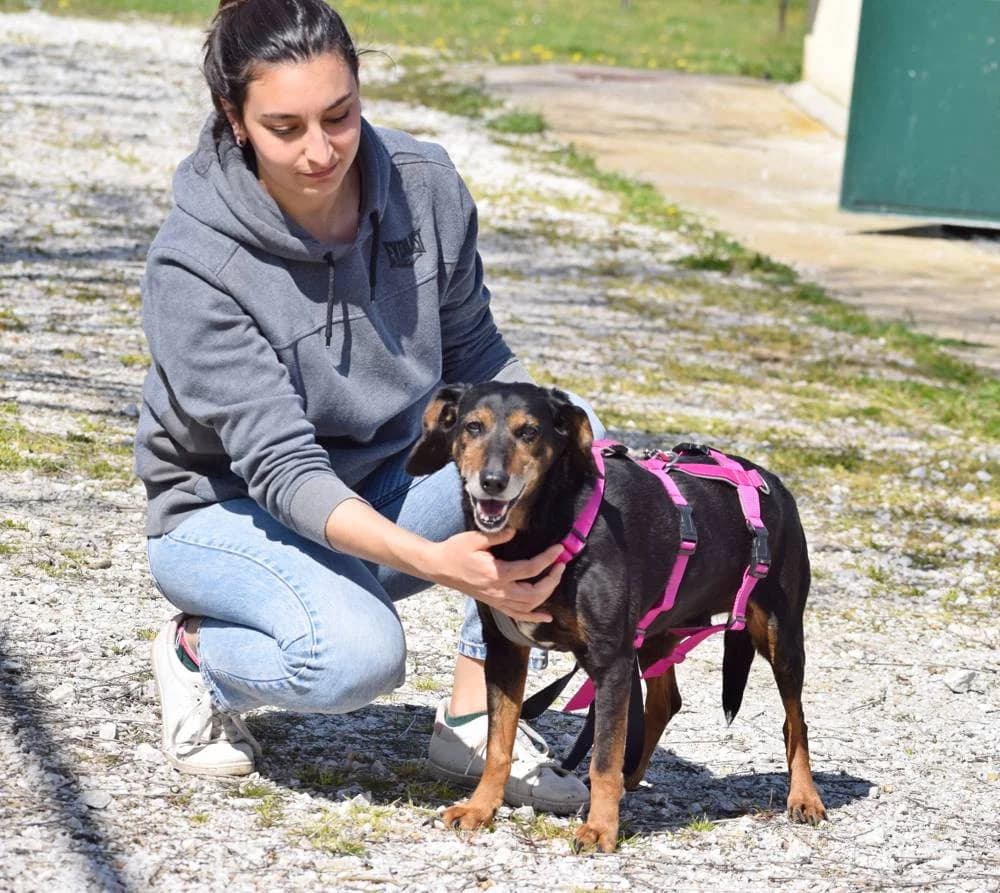 Hera, female senior Mixed Breed for adoption at Fellnasen Stuttgart e.V., Stuttgart
