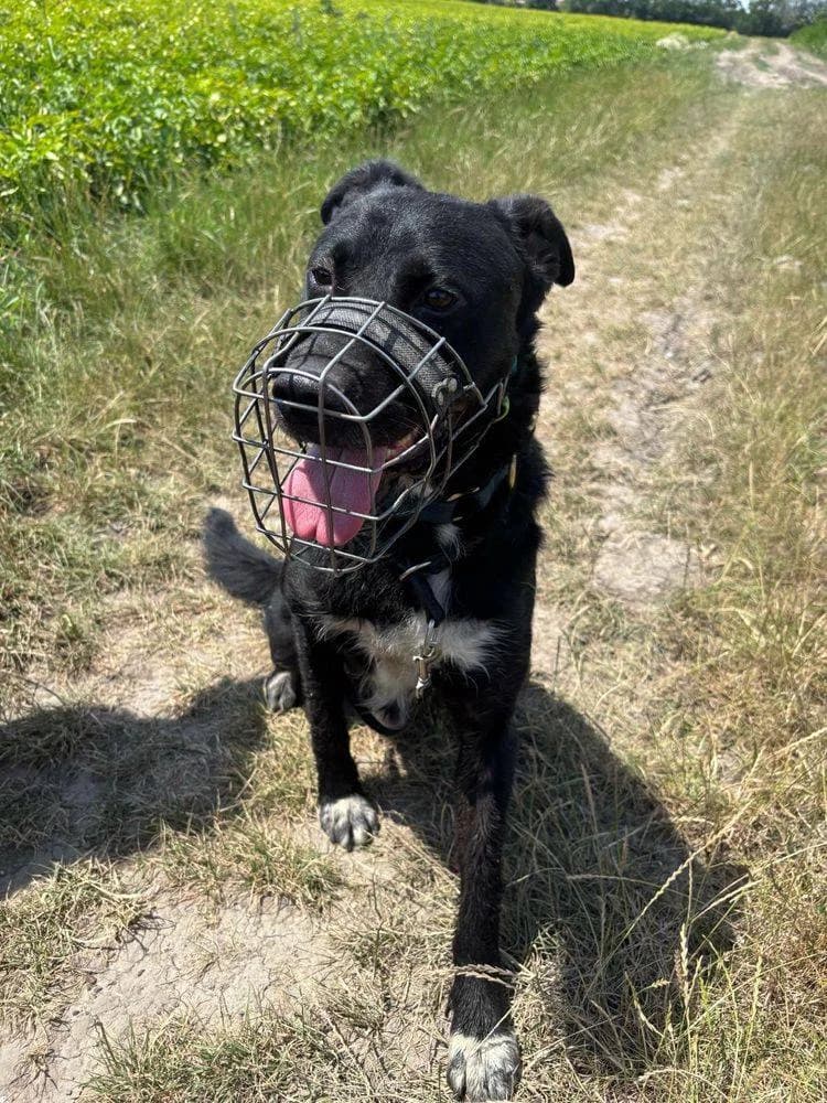 Sirious, male 3yo Mixed Breed for adoption at Fellnasen Stuttgart e.V., Stuttgart