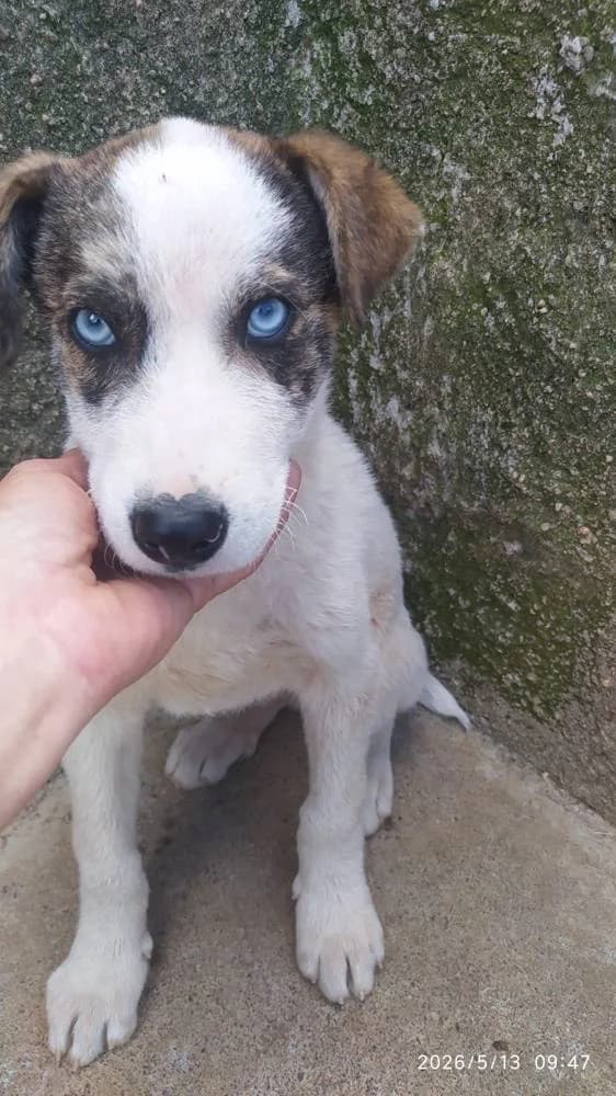 Brad Pitt, male puppy Mixed Breed for adoption at Fellnasen Stuttgart e.V., Stuttgart