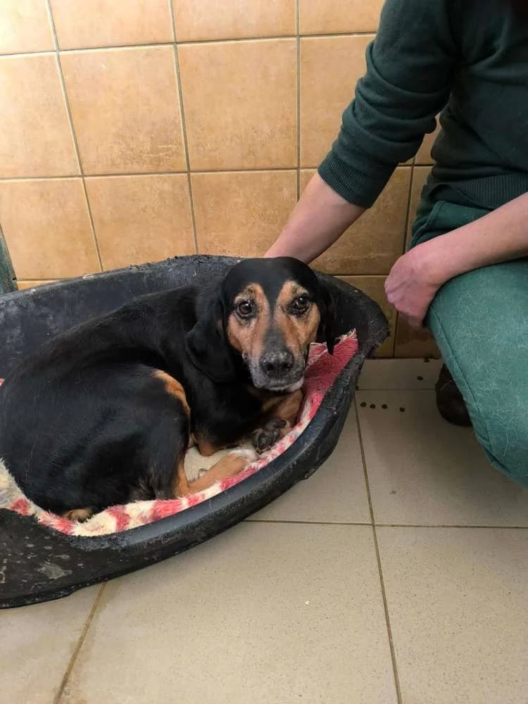 Dalia, female senior Mixed Breed for adoption at Fellnasen Stuttgart e.V., Stuttgart