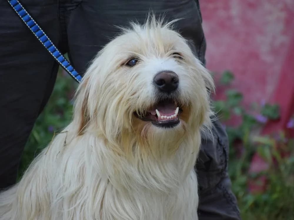 Loulia, female 3yo Mixed Breed for adoption at Fellnasen Stuttgart e.V., Stuttgart