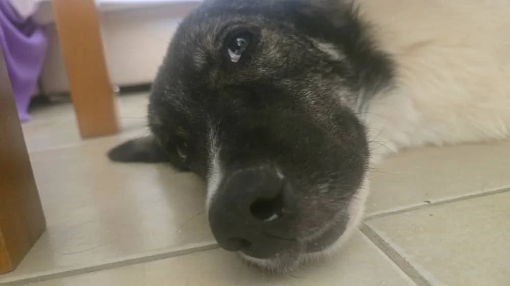 Iris, female young Mixed Breed for adoption at Fellnasen Stuttgart e.V., Stuttgart
