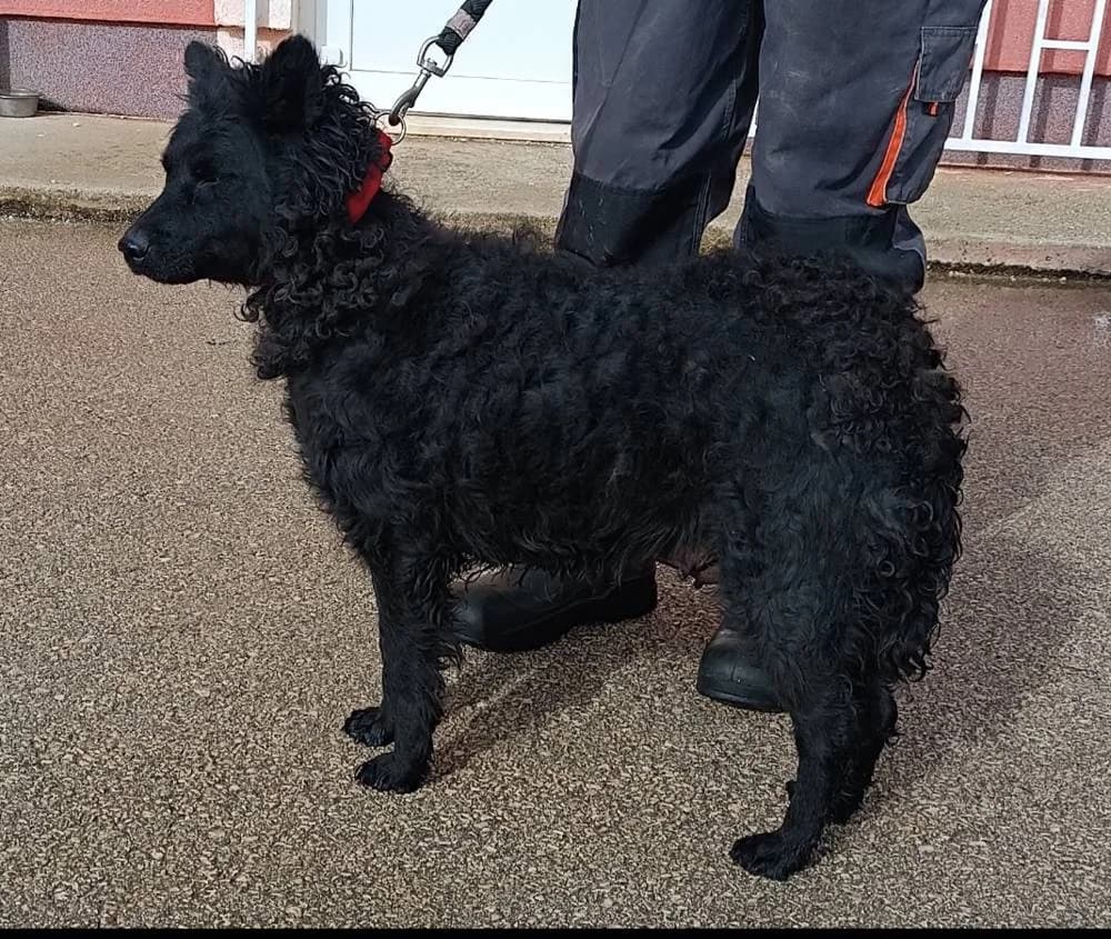 Tesa, female young Mixed Breed for adoption at Fellnasen Stuttgart e.V., Stuttgart