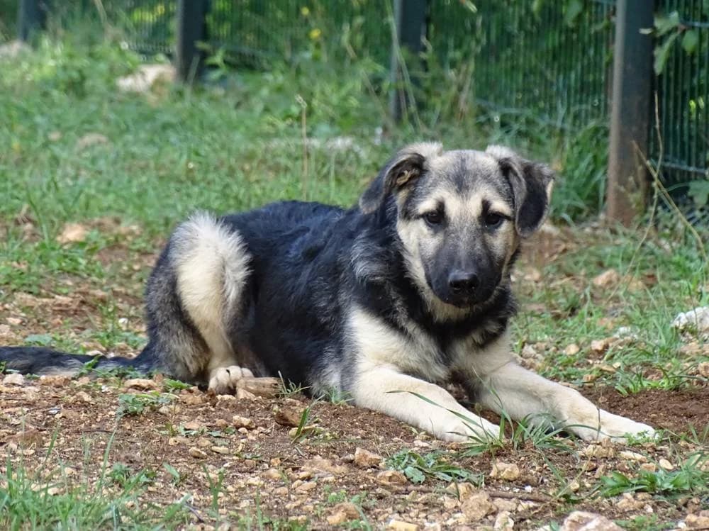 Ruth, female young Mixed Breed for adoption at Fellnasen Stuttgart e.V., Stuttgart
