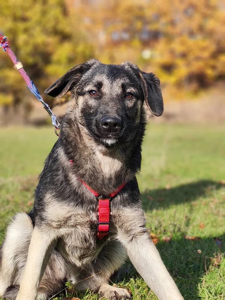 Judith, female young Mixed Breed for adoption at Fellnasen Stuttgart e.V., Stuttgart