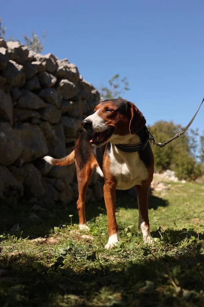 Cole, male 3yo Mixed Breed for adoption at Fellnasen Stuttgart e.V., Stuttgart
