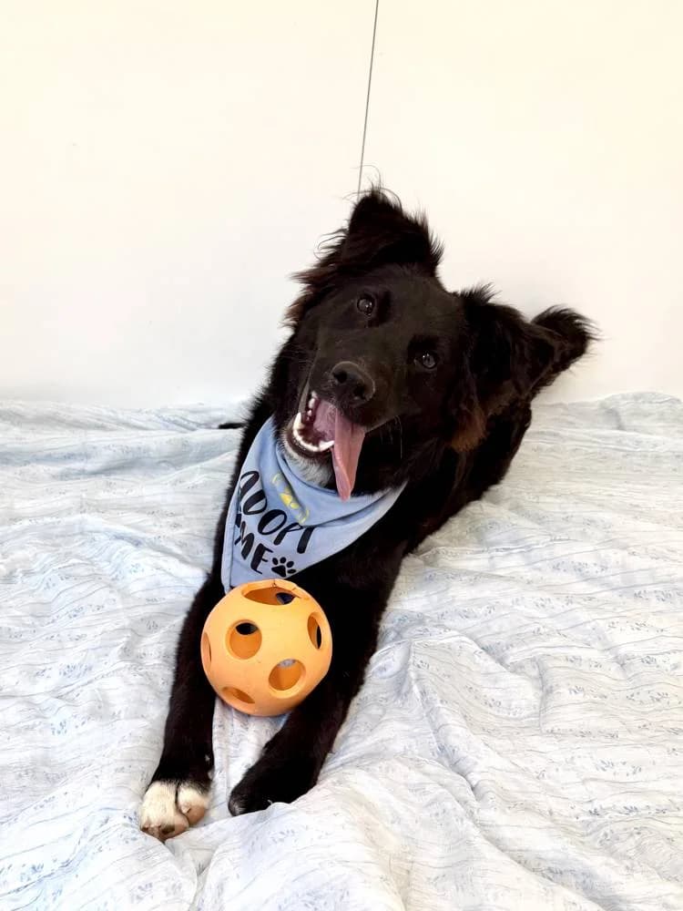 Ringo, male puppy Mixed Breed for adoption at Fellnasen Stuttgart e.V., Stuttgart