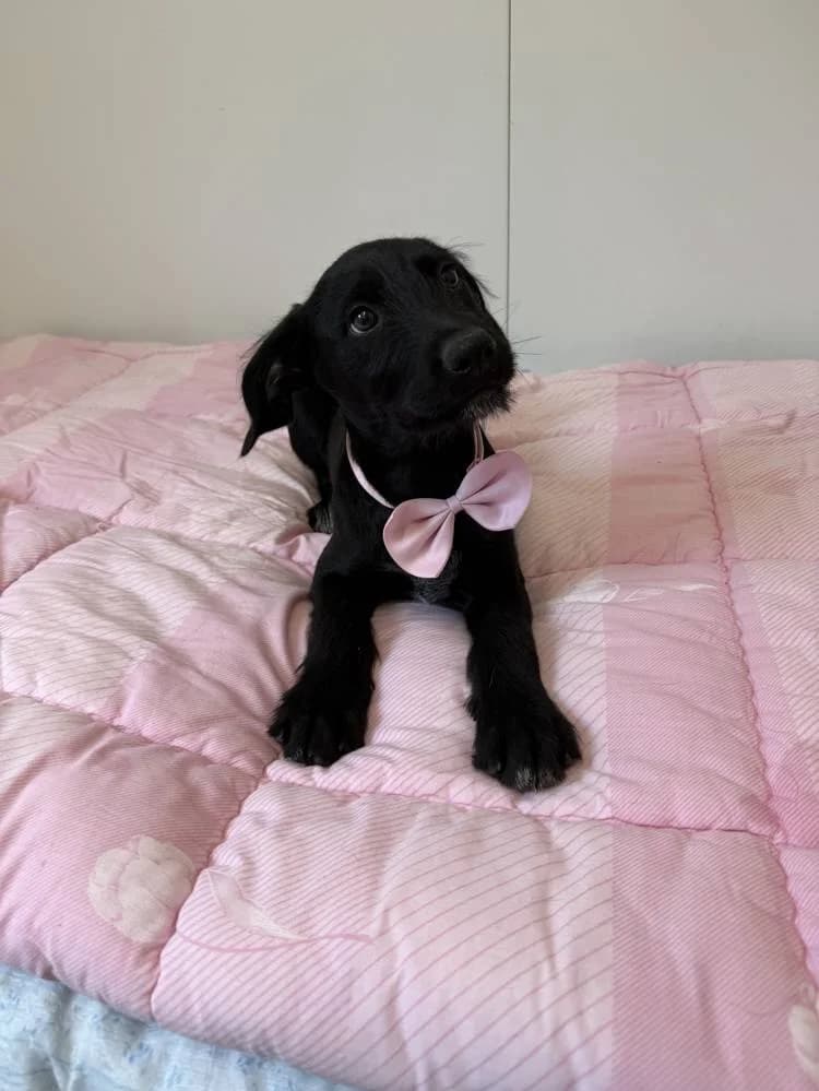 Fifi, female puppy Mixed Breed for adoption at Fellnasen Stuttgart e.V., Stuttgart