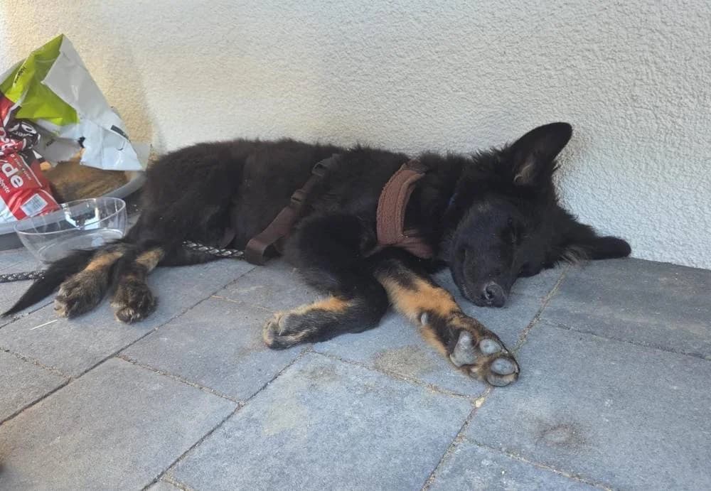Dea2, female puppy Mixed Breed for adoption at Fellnasen Stuttgart e.V., Stuttgart
