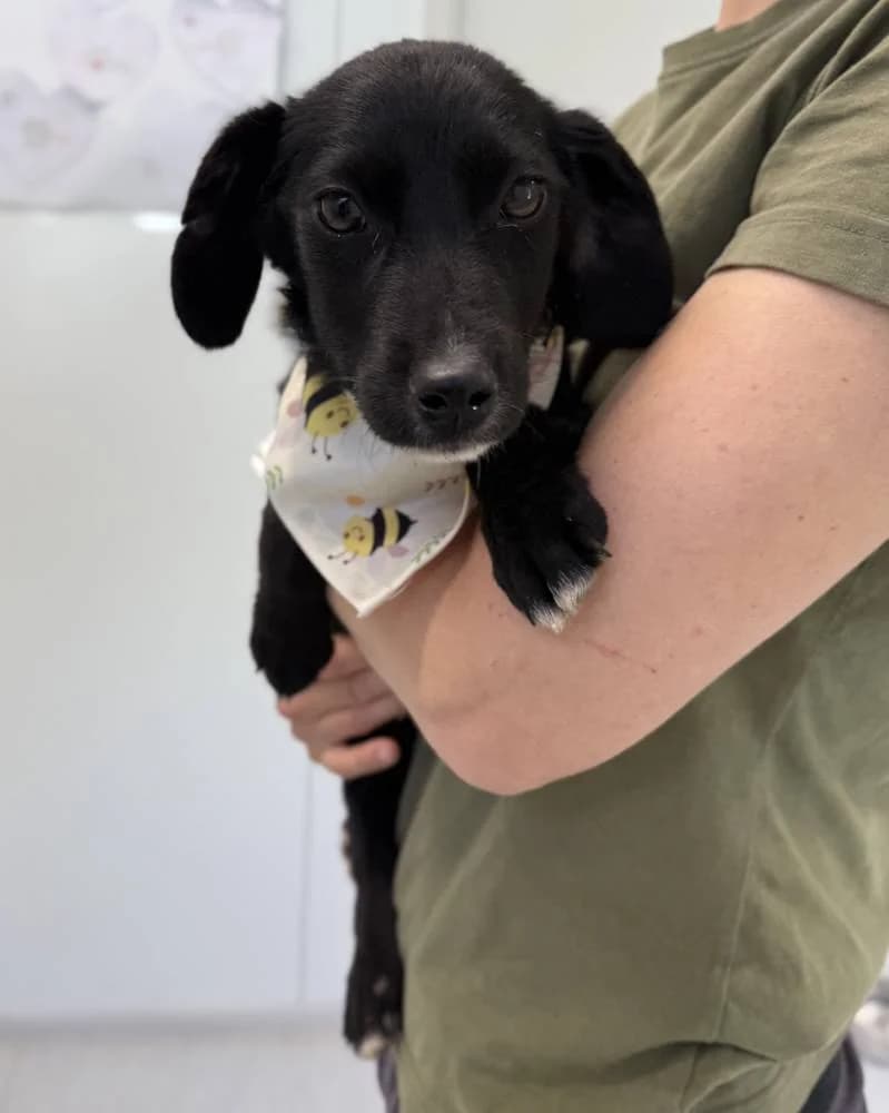 Mike, male puppy Mixed Breed for adoption at Fellnasen Stuttgart e.V., Stuttgart