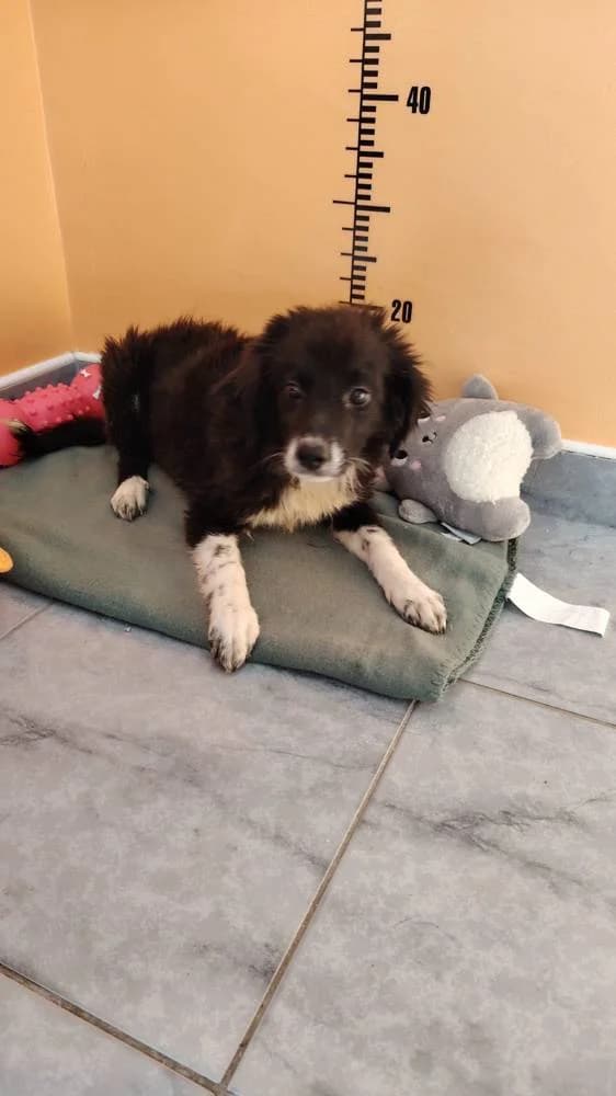 Perla, female puppy Mixed Breed for adoption at Fellnasen Stuttgart e.V., Stuttgart