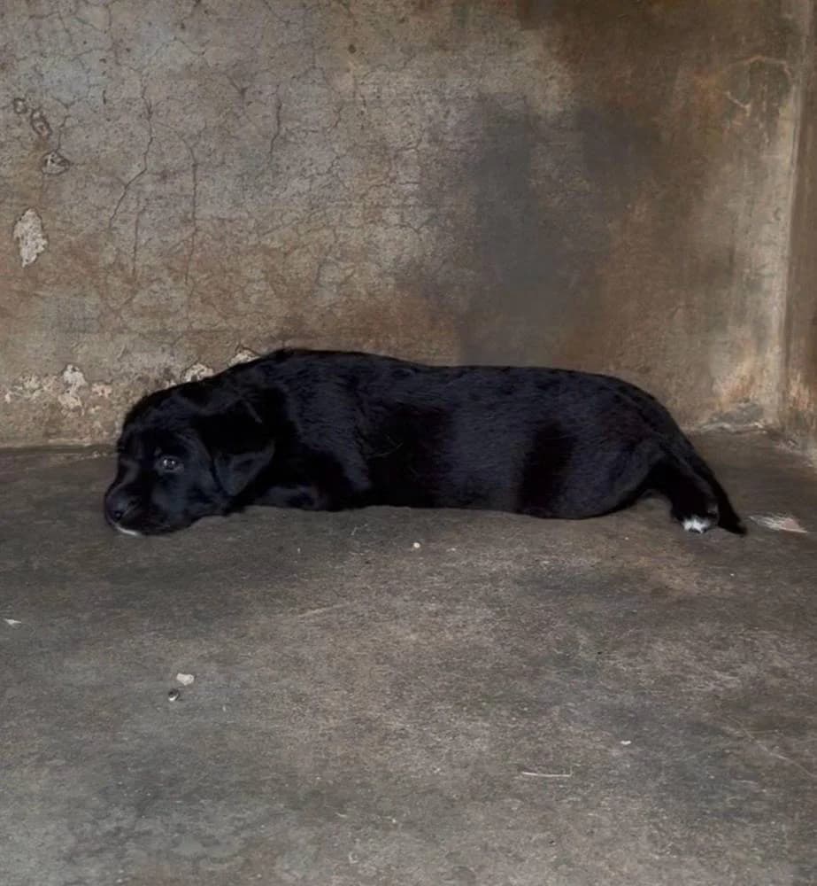 Gina Lolo, female puppy Mixed Breed for adoption at Fellnasen Stuttgart e.V., Stuttgart