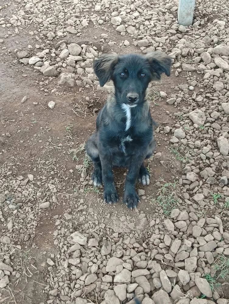 Castellina, female puppy Mixed Breed for adoption at Fellnasen Stuttgart e.V., Stuttgart