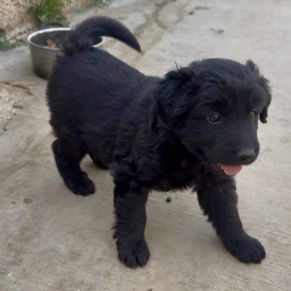 Toto, male puppy Mixed Breed for adoption at Fellnasen Stuttgart e.V., Stuttgart