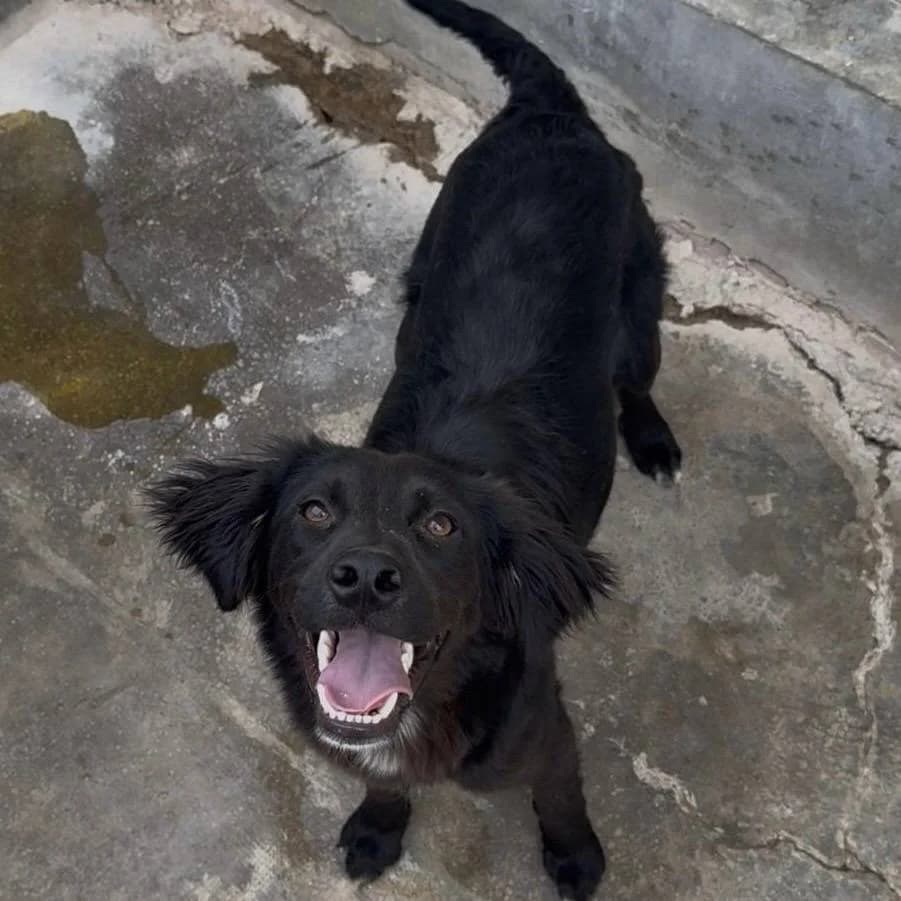 Jacko, male puppy Mixed Breed for adoption at Fellnasen Stuttgart e.V., Stuttgart