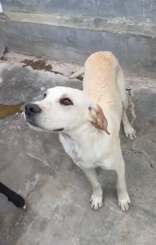 Madonna, female puppy Mixed Breed for adoption at Fellnasen Stuttgart e.V., Stuttgart
