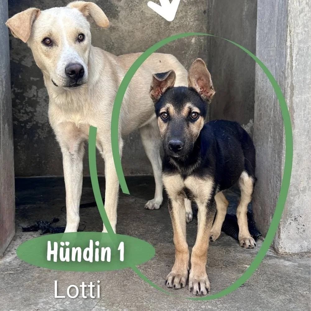 Lotti, female puppy Mixed Breed for adoption at Fellnasen Stuttgart e.V., Stuttgart