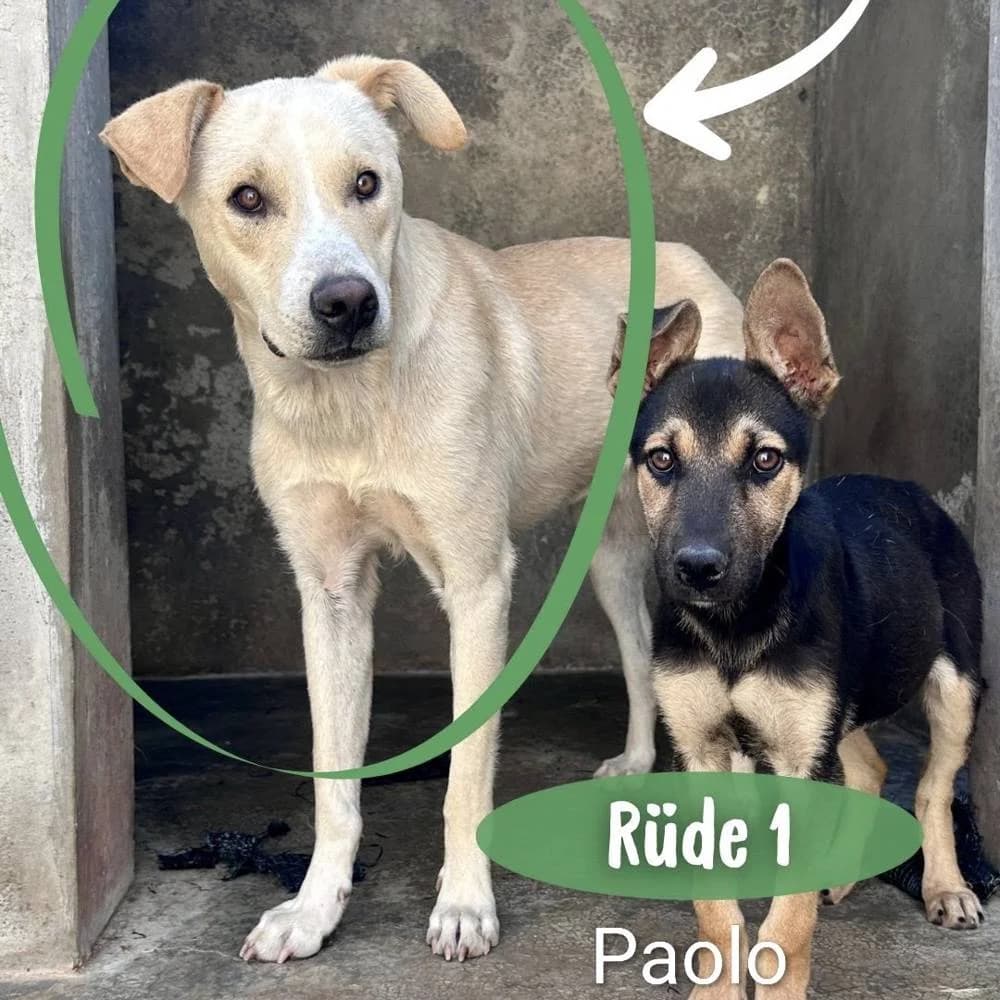 Paolo, male young Mixed Breed for adoption at Fellnasen Stuttgart e.V., Stuttgart