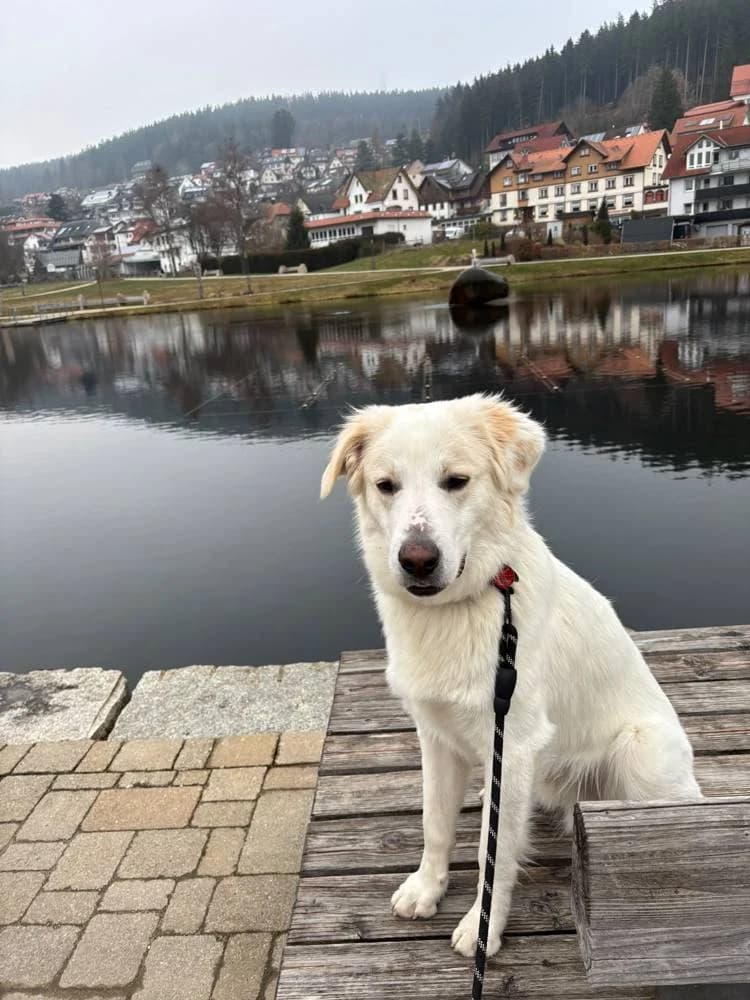 Tigger, male young Mixed Breed for adoption at Fellnasen Stuttgart e.V., Stuttgart
