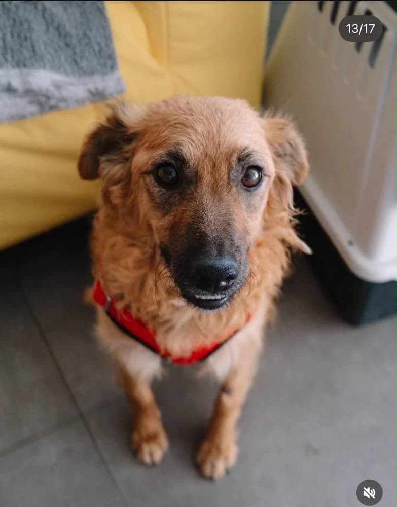 Athena, gold female young Mixed Breed for adoption at Fellnasen Stuttgart e.V., Stuttgart