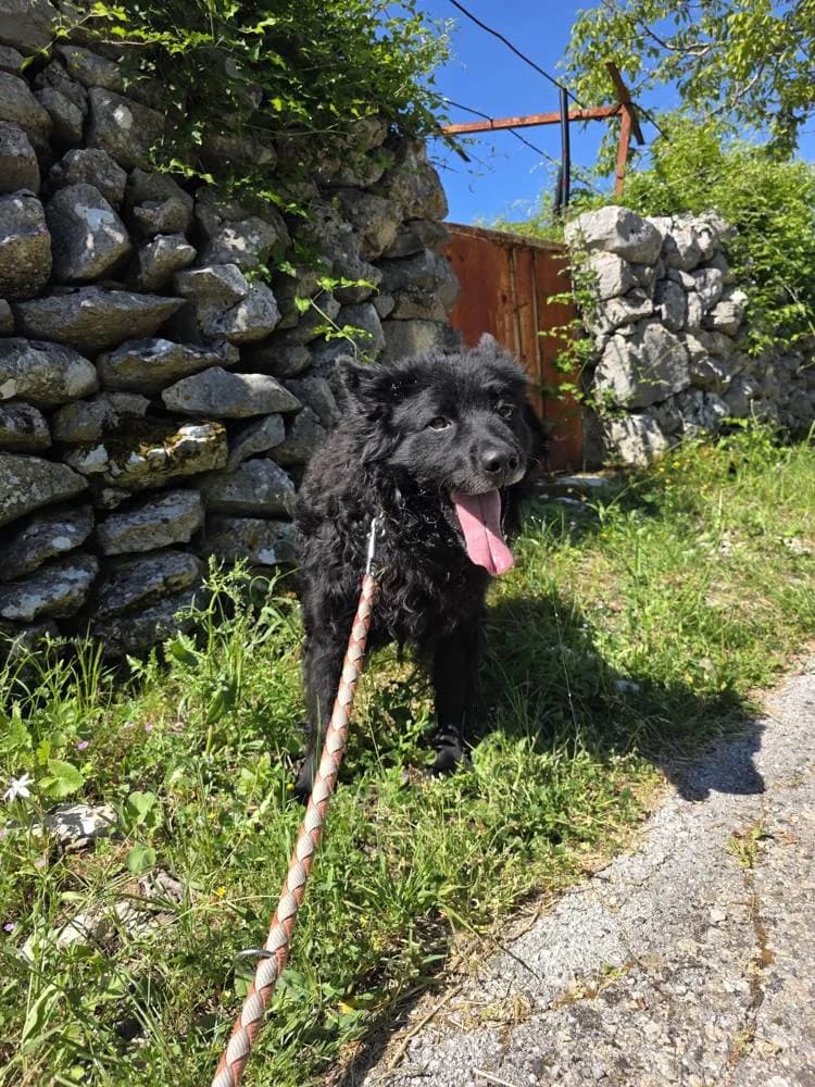 Garo, male 7yo Mixed Breed for adoption at Fellnasen Stuttgart e.V., Stuttgart