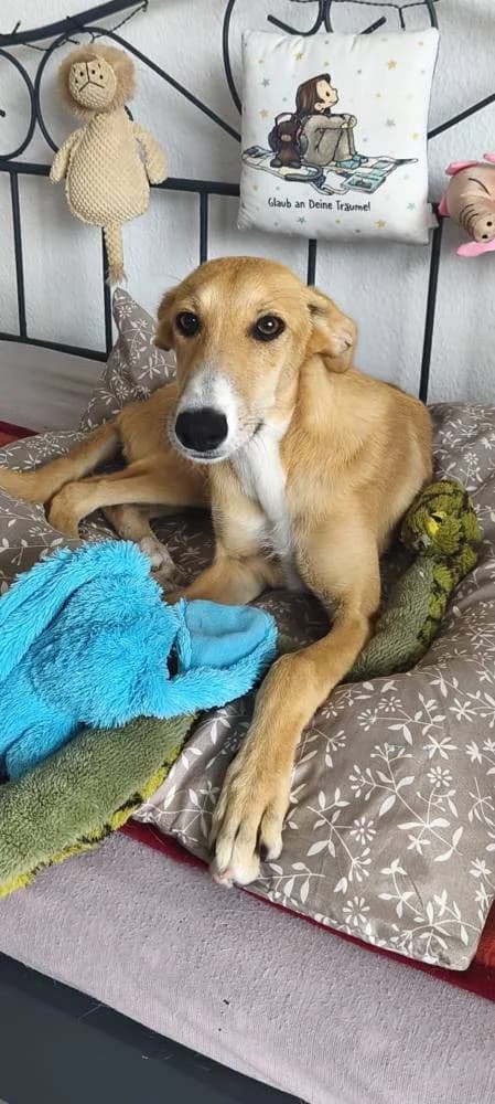 Moira, female puppy Mixed Breed for adoption at Fellnasen Stuttgart e.V., Stuttgart