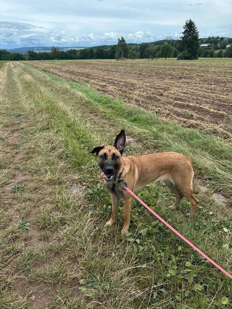 Akira, female young Mixed Breed for adoption at Fellnasen Stuttgart e.V., Stuttgart