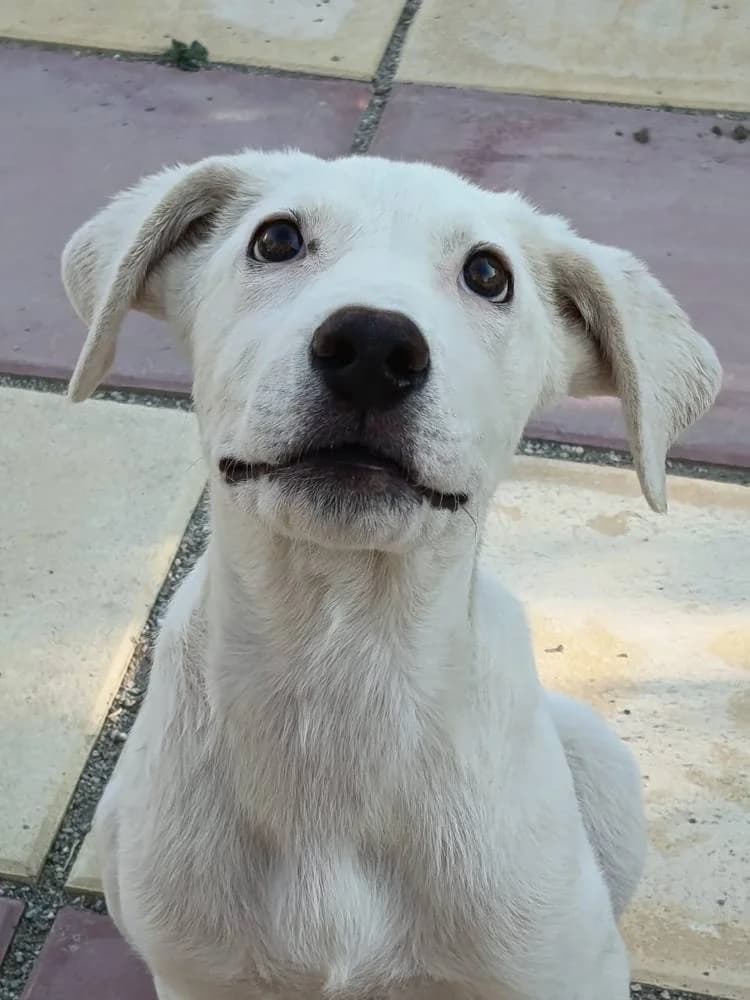 Zan, male puppy Mixed Breed for adoption at Fellnasen Stuttgart e.V., Stuttgart