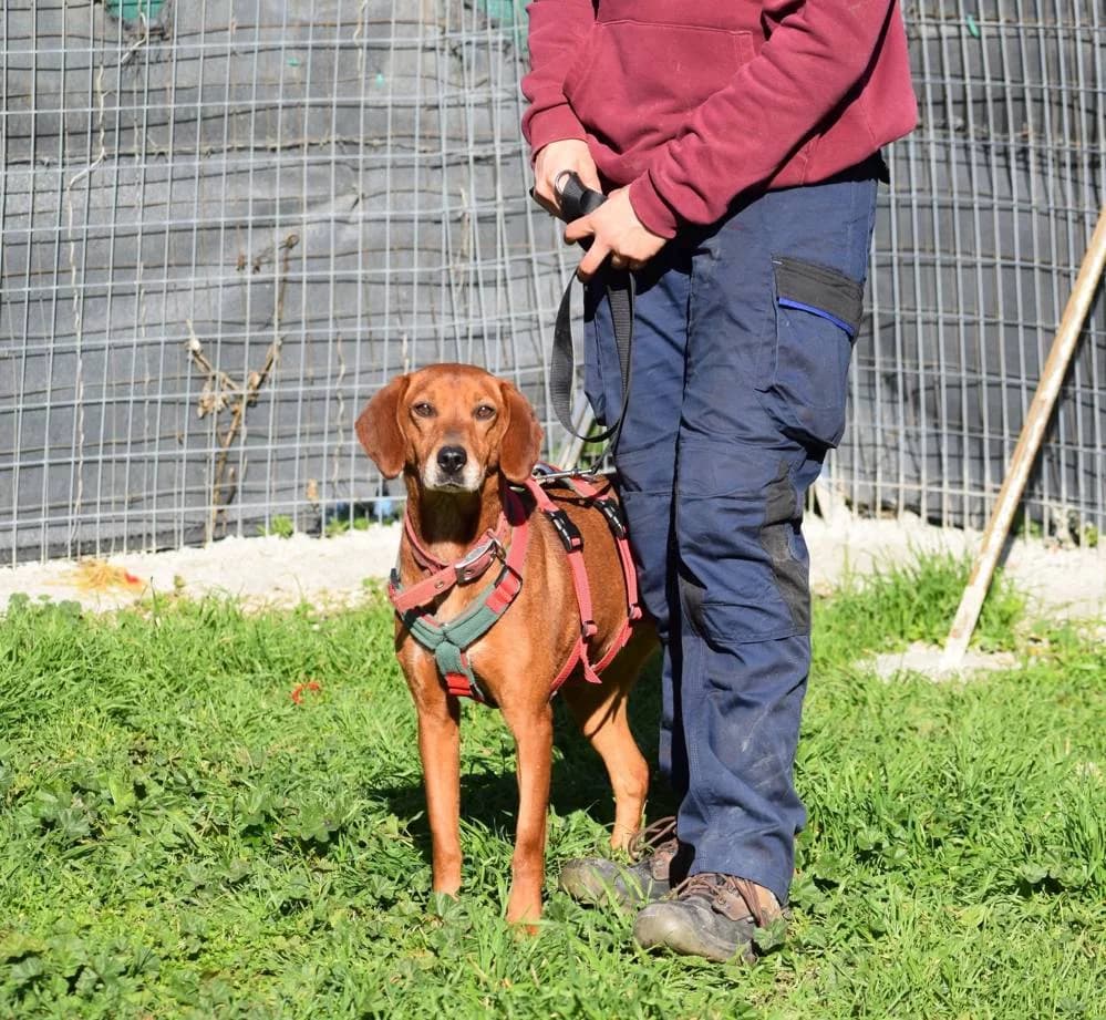 Tania, female 4yo Mixed Breed for adoption at Fellnasen Stuttgart e.V., Stuttgart