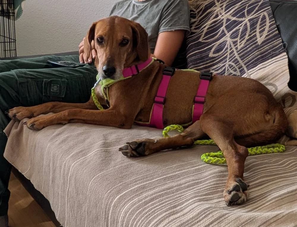 Tania, female 6yo Mixed Breed for adoption at Fellnasen Stuttgart e.V., Stuttgart
