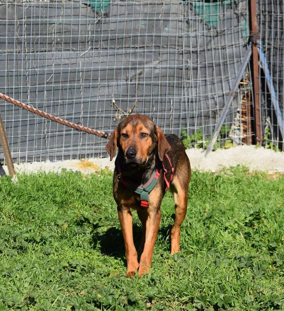 Kostakis, male young Mixed Breed for adoption at Fellnasen Stuttgart e.V., Stuttgart