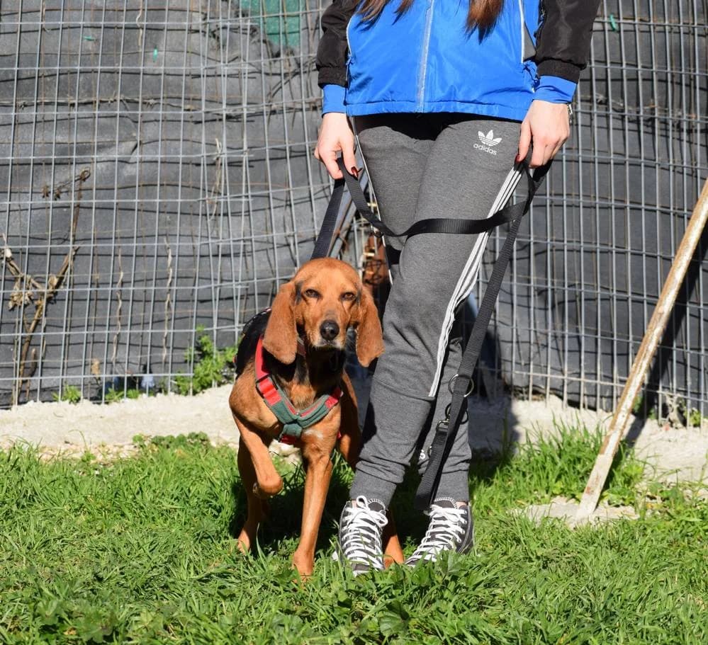 Giannis, male 6yo Mixed Breed for adoption at Fellnasen Stuttgart e.V., Stuttgart