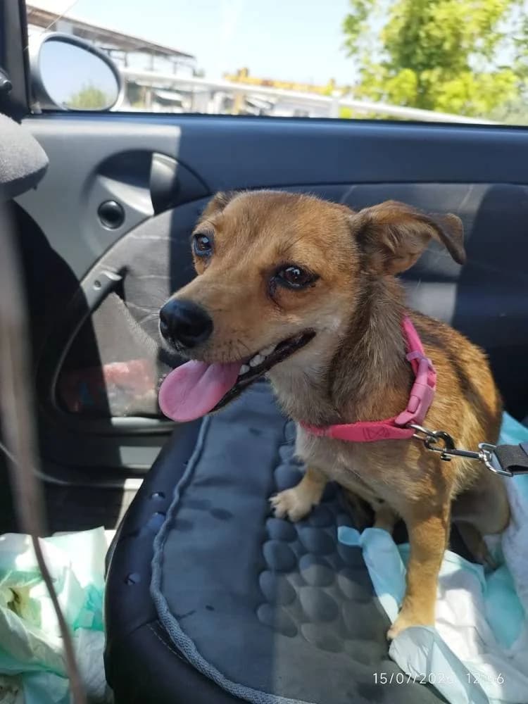 Bijoux, female young Mixed Breed for adoption at Fellnasen Stuttgart e.V., Stuttgart