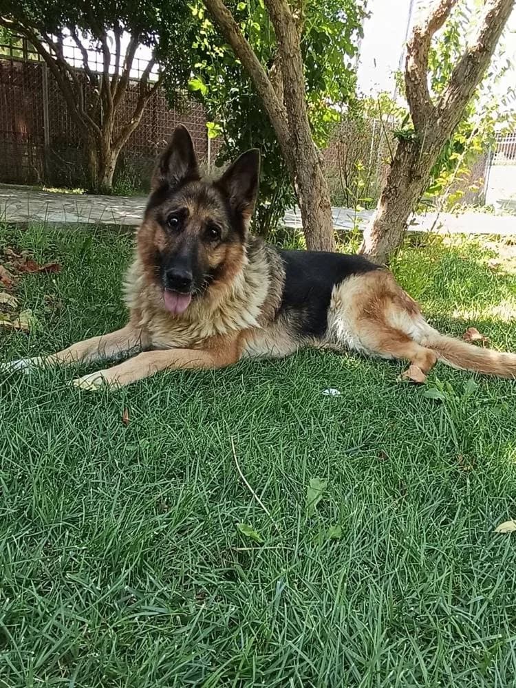 Zoe, female senior Mixed Breed for adoption at Fellnasen Stuttgart e.V., Stuttgart