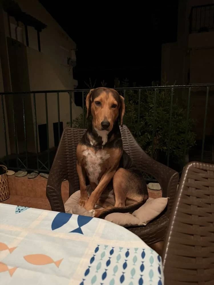 Dobby, female 5yo Mixed Breed for adoption at Fellnasen Stuttgart e.V., Stuttgart